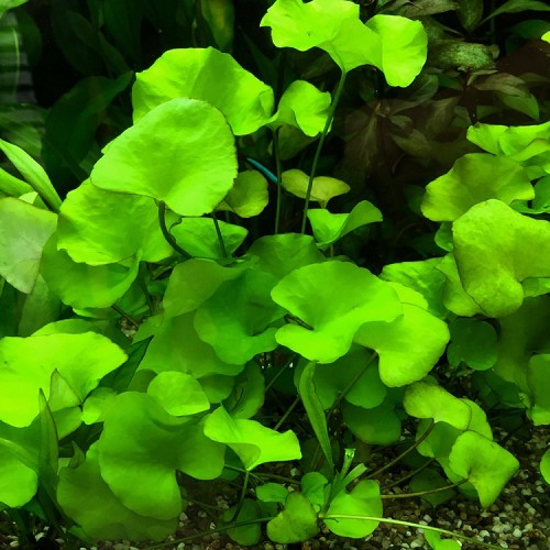 Nymphoides Sp Taiwan In Pot Middengrond Jarathana